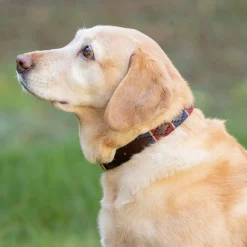 Benji & Flo Sublime Polo Leather Dog Collar