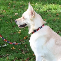 Benji & Flo Sublime Polo Leather Dog Collar