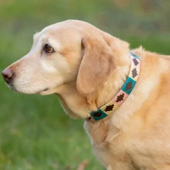 Benji & Flo Sublime Polo Leather Dog Collar
