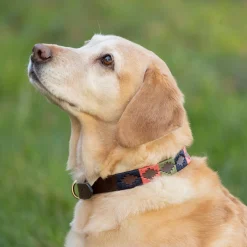 Benji & Flo Sublime Polo Leather Dog Collar