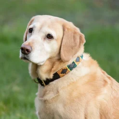 Benji & Flo Sublime Polo Leather Dog Collar
