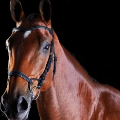 Collegiate ComFiTec Training Bridle
