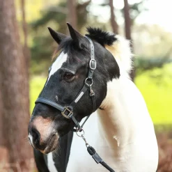 Equilibrium Stellar All-Weather Safety Headcollar