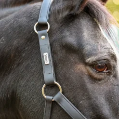 Equilibrium Stellar All-Weather Safety Headcollar