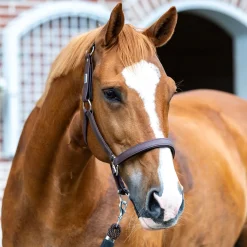 Equilibrium Stellar All-Weather Safety Headcollar
