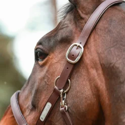 Equilibrium Stellar All-Weather Safety Headcollar