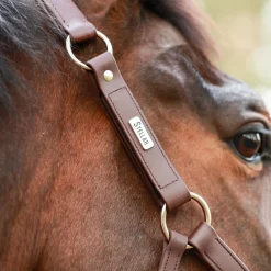 Equilibrium Stellar All-Weather Safety Headcollar