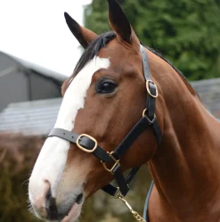 Mackey Classic Leather Headcollar