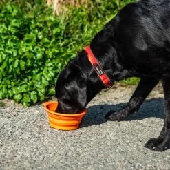 Mountain Paws Collapsible Silicone Dog Bowl