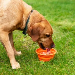 Mountain Paws Collapsible Silicone Dog Bowl