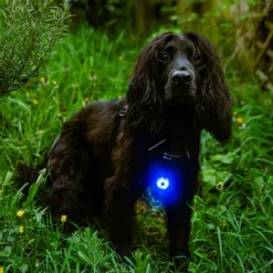 Mountain Paws Dog Safety Light