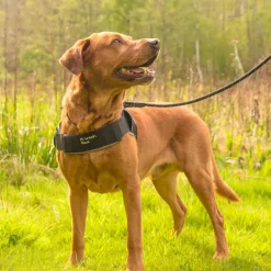 Mountain Paws Extra Tough Dog Harness