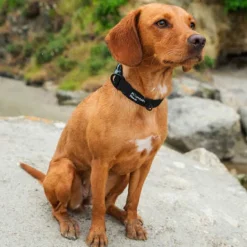 Mountain Paws Extra Tough Dog Collar