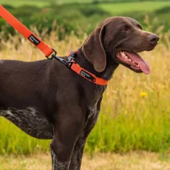Mountain Paws Extra Tough Dog Collar