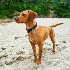Mountain Paws Extra Tough Dog Collar