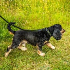 Mountain Paws Extra Tough Dog Collar