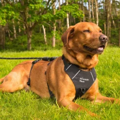 Mountain Paws 3-Strap Dog Harness
