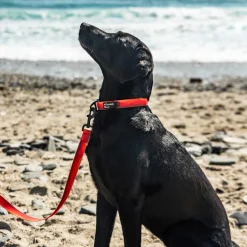 Mountain Paws Waterproof Dog Collar