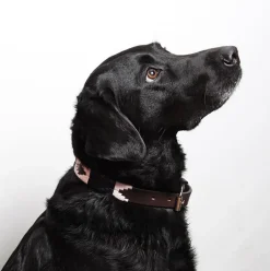 Pampeano Pampa Dog Collar