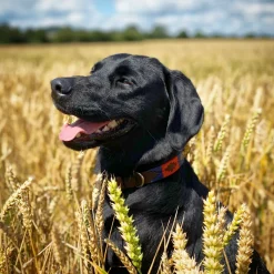 Pampeano Pampa Dog Collar