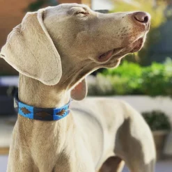 Pampeano Pampa Dog Collar