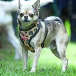 Shires Digby & Fox Leopard Print Harness