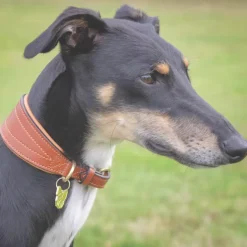 Shires Digby & Fox Padded Greyhound Collar